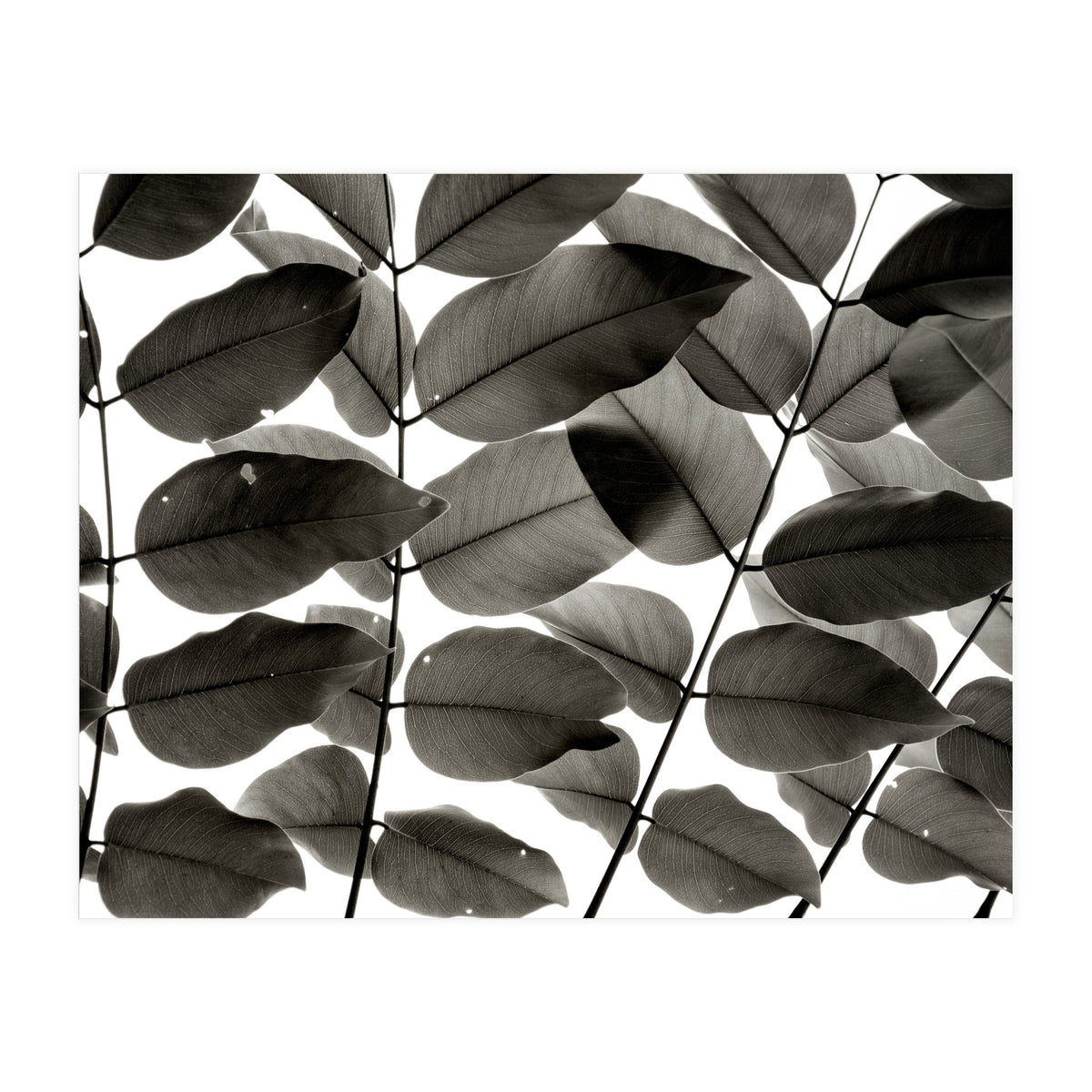 Branches and Leaves I (Print Only)