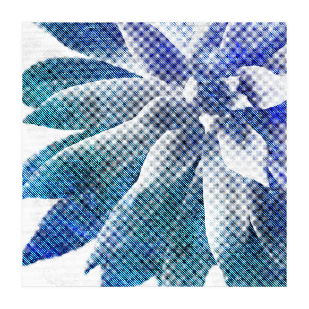 Rough Beauty 3 (Print Only)