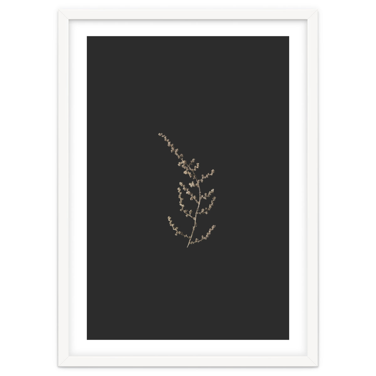 Delicate Golden Fynbos Botanicals on Black