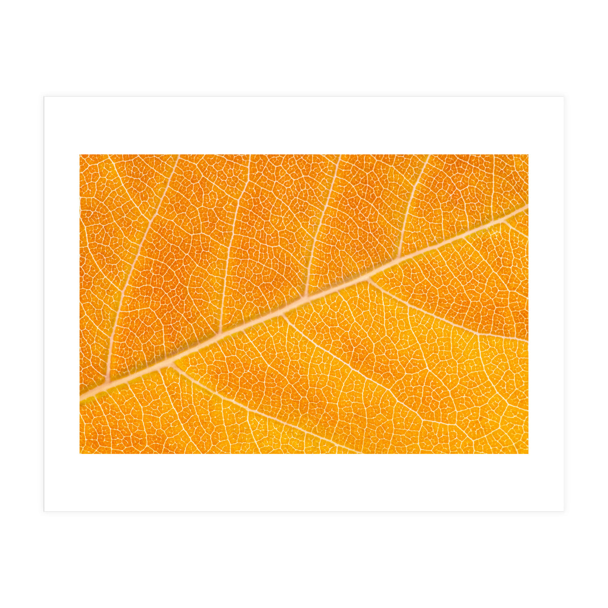 Autumn Leaf (Print Only)