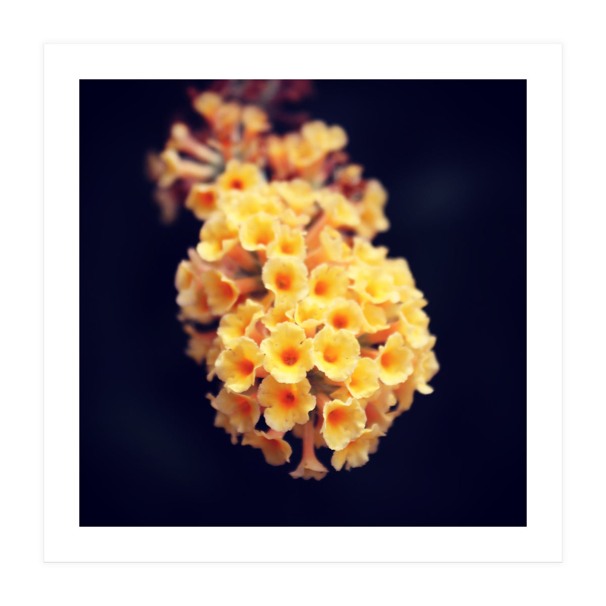 Autumn Flowers (Print Only)