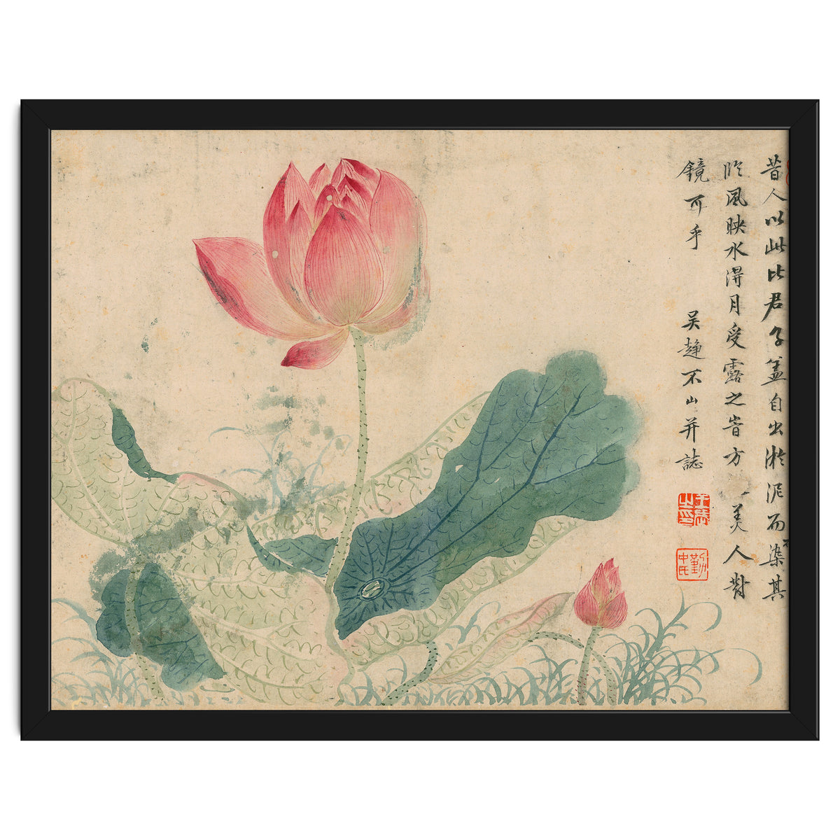 Qing Wangwu Flower album, lotus, lotus leaf, pond, copy of water grass