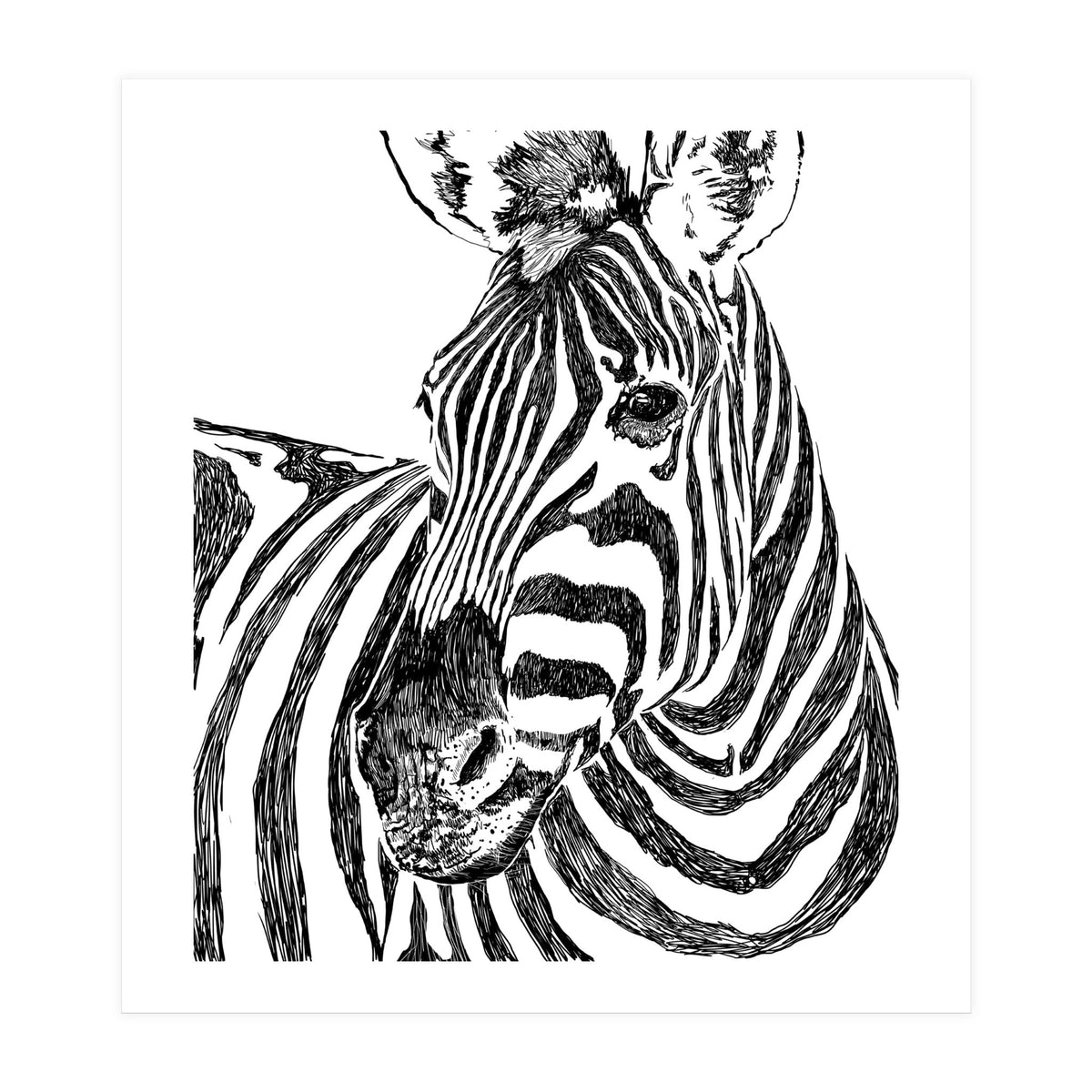 Zebra (Print Only)