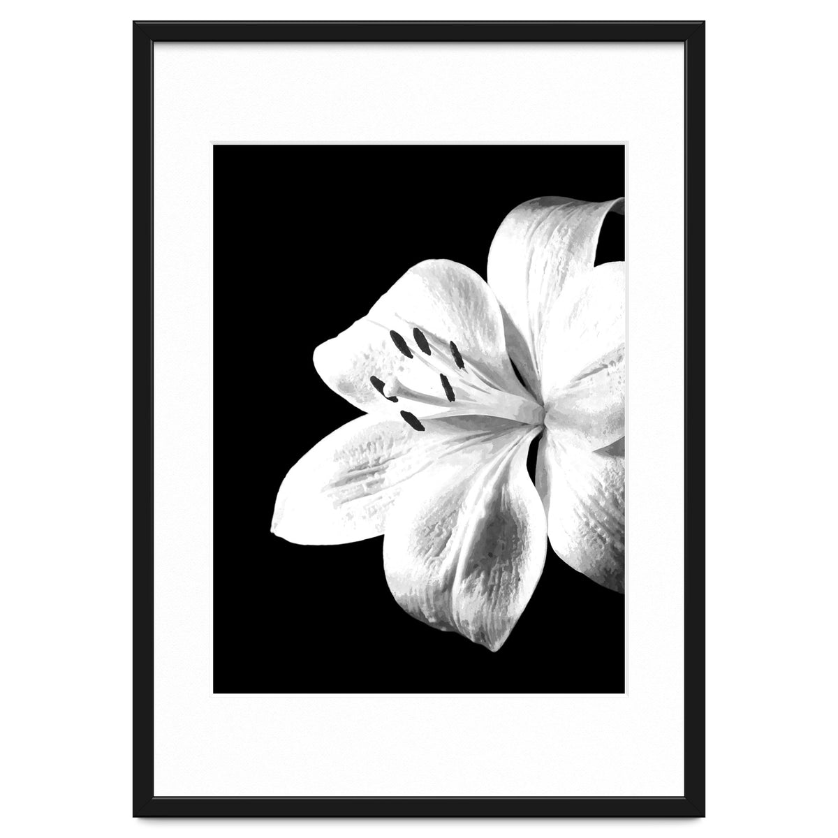 White Lily Black Background