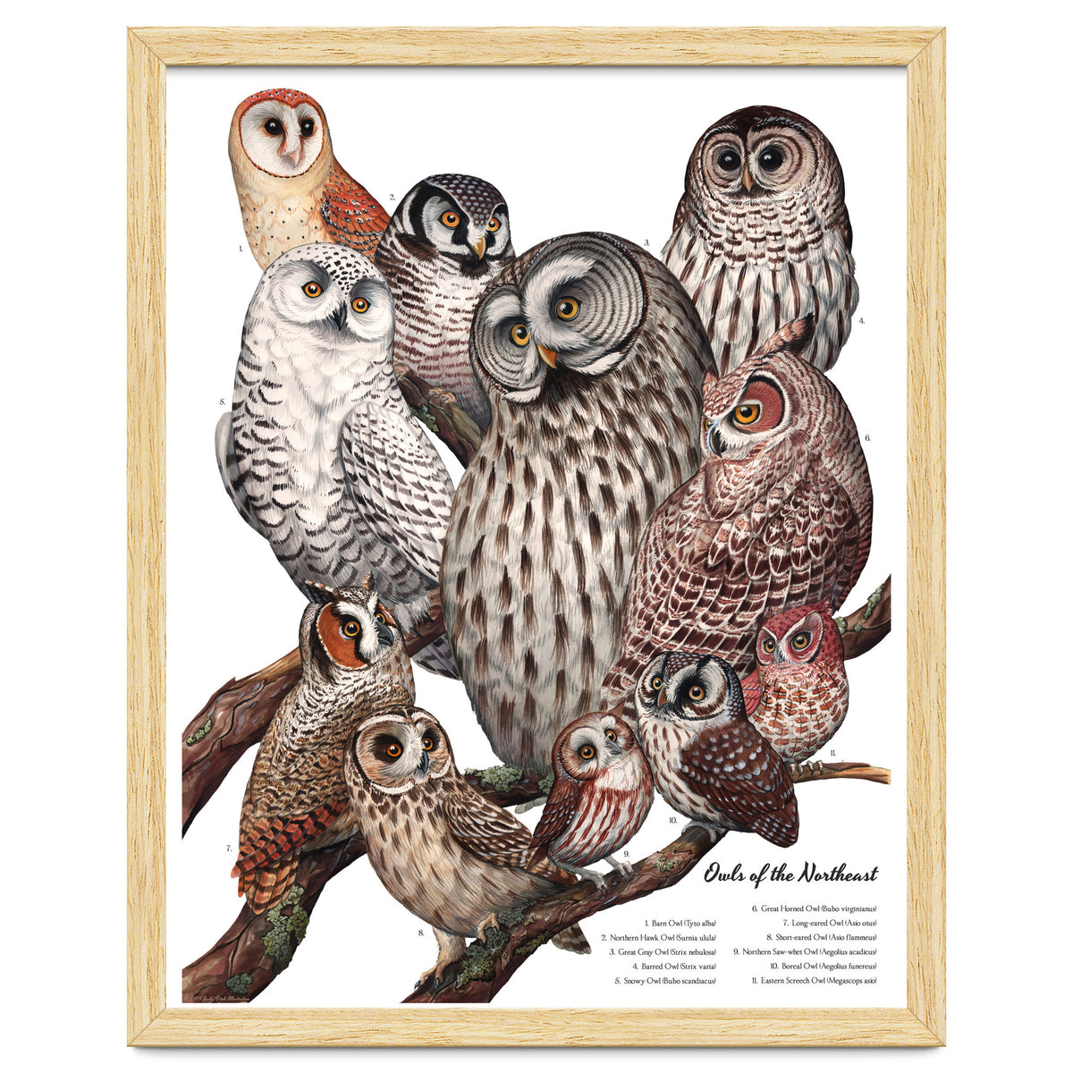 Owls Of The Northeast