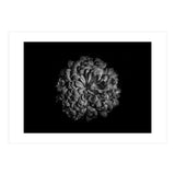 Backyard Flowers In Black And White 48 (Print Only) thumbnail