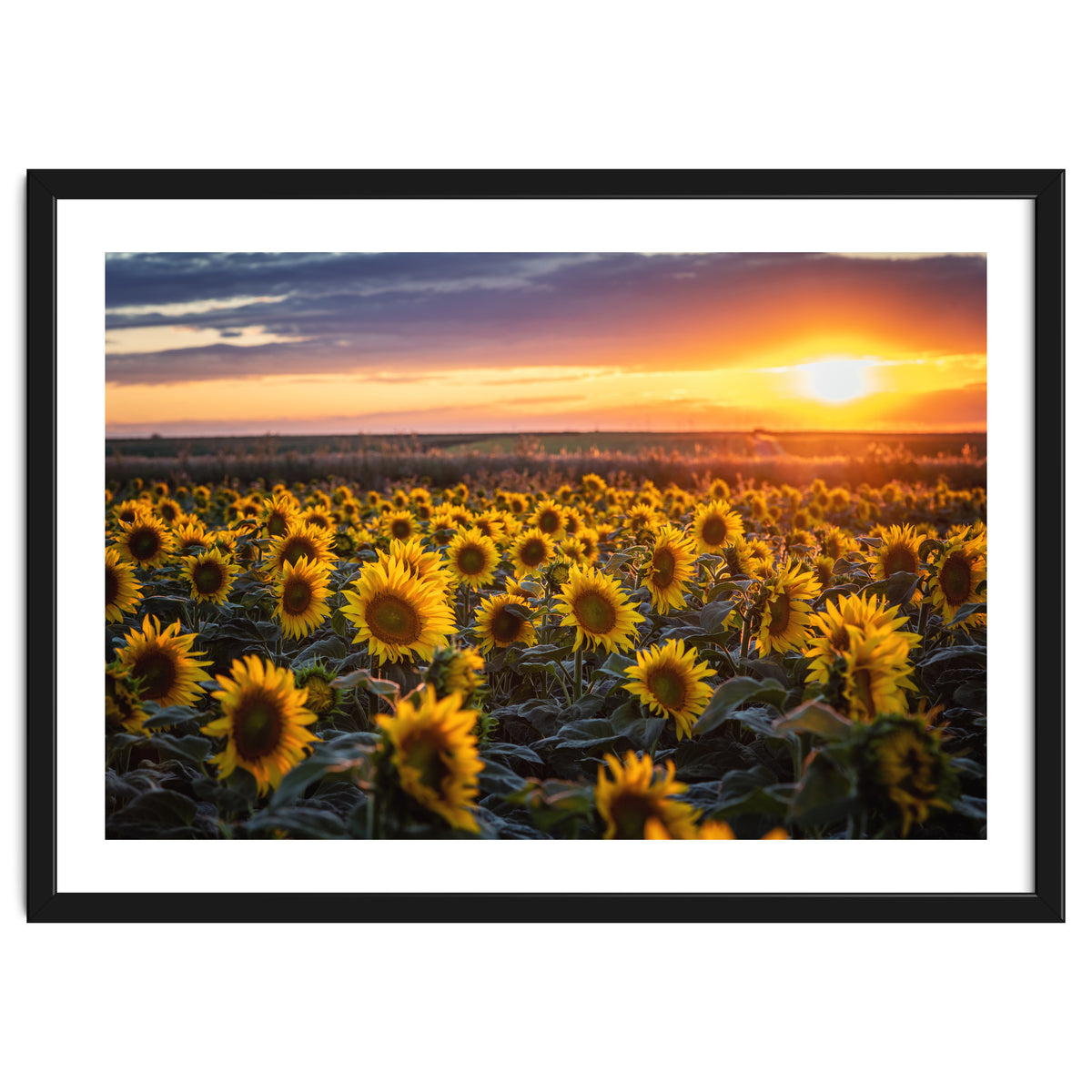 Sunflowers at Sunset