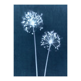 Indigo Dandelion (Print Only) thumbnail