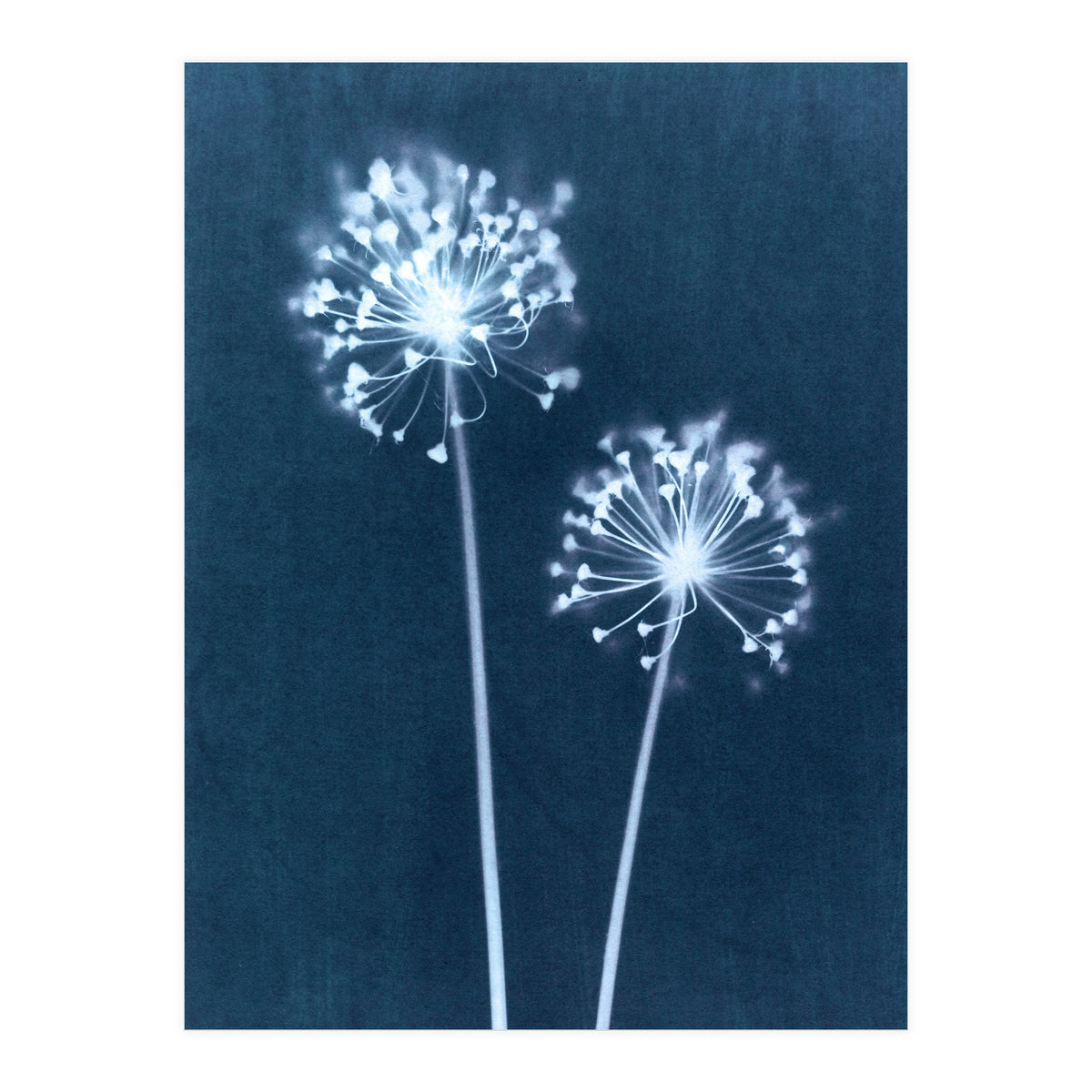 Indigo Dandelion (Print Only)