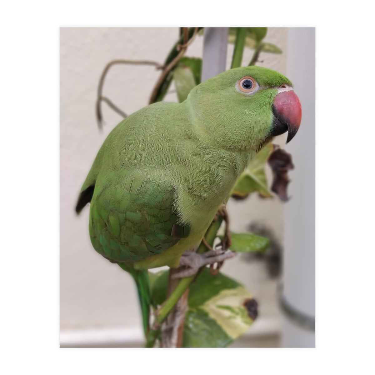 Dazzling Indian Parrot (Print Only)