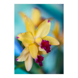 Cattleya Orchidee (Print Only) thumbnail