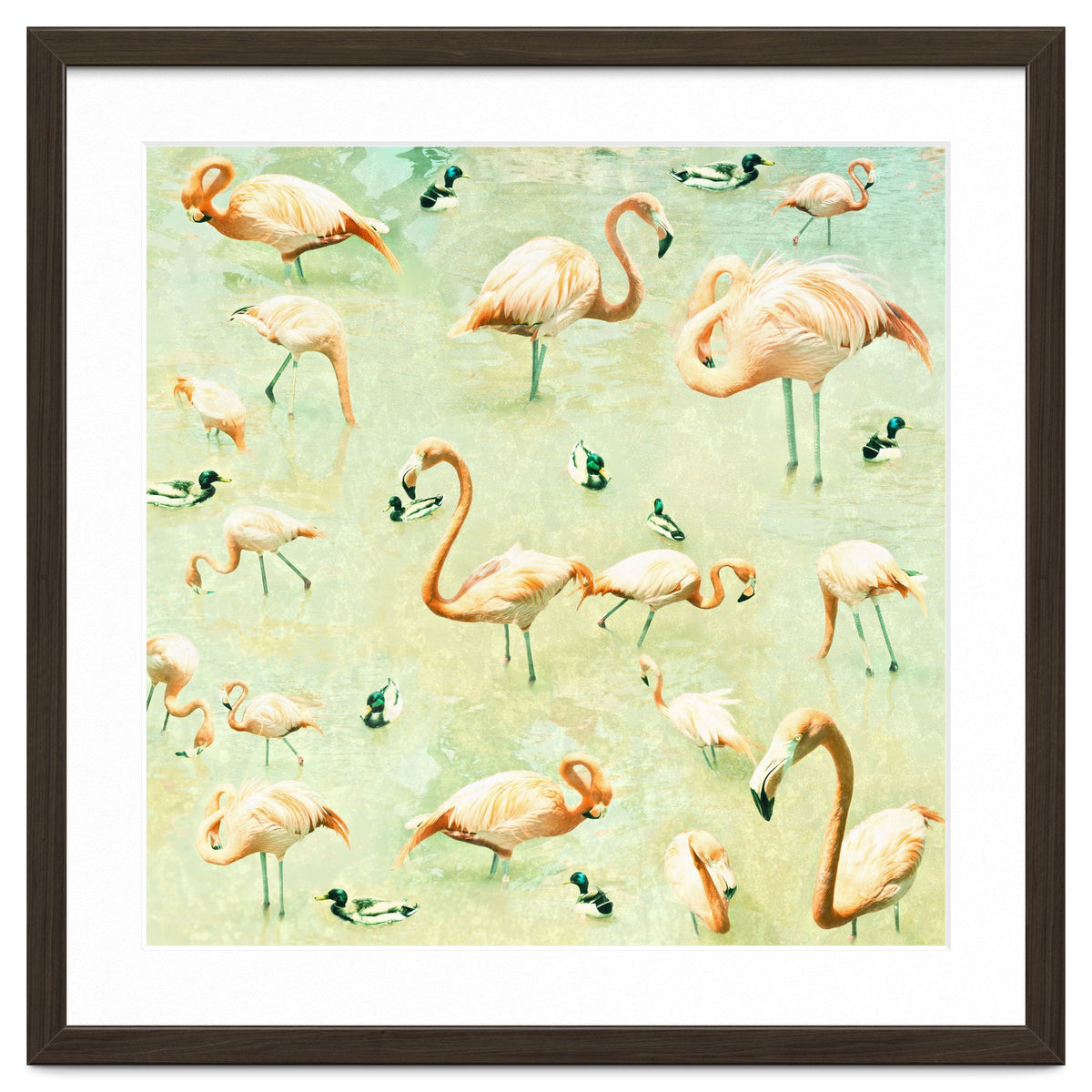 Flamingos