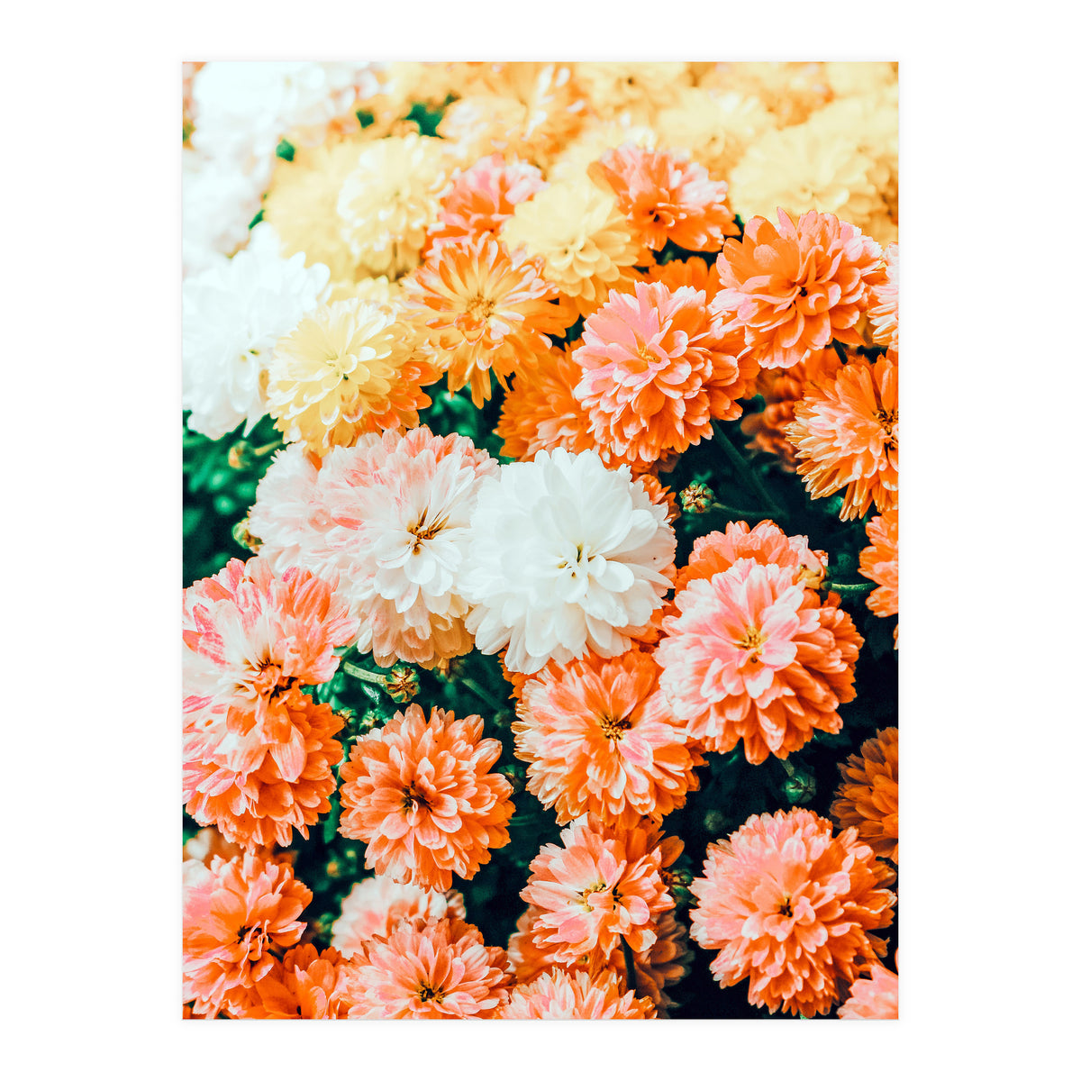 Garden Song (Print Only)