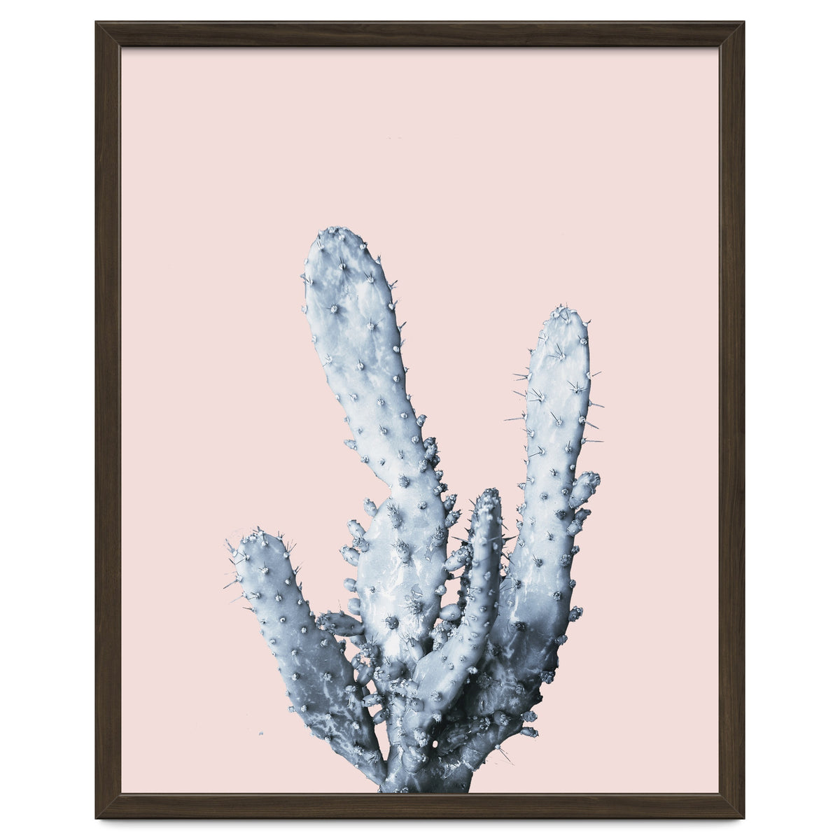 Cactus collection BL-I