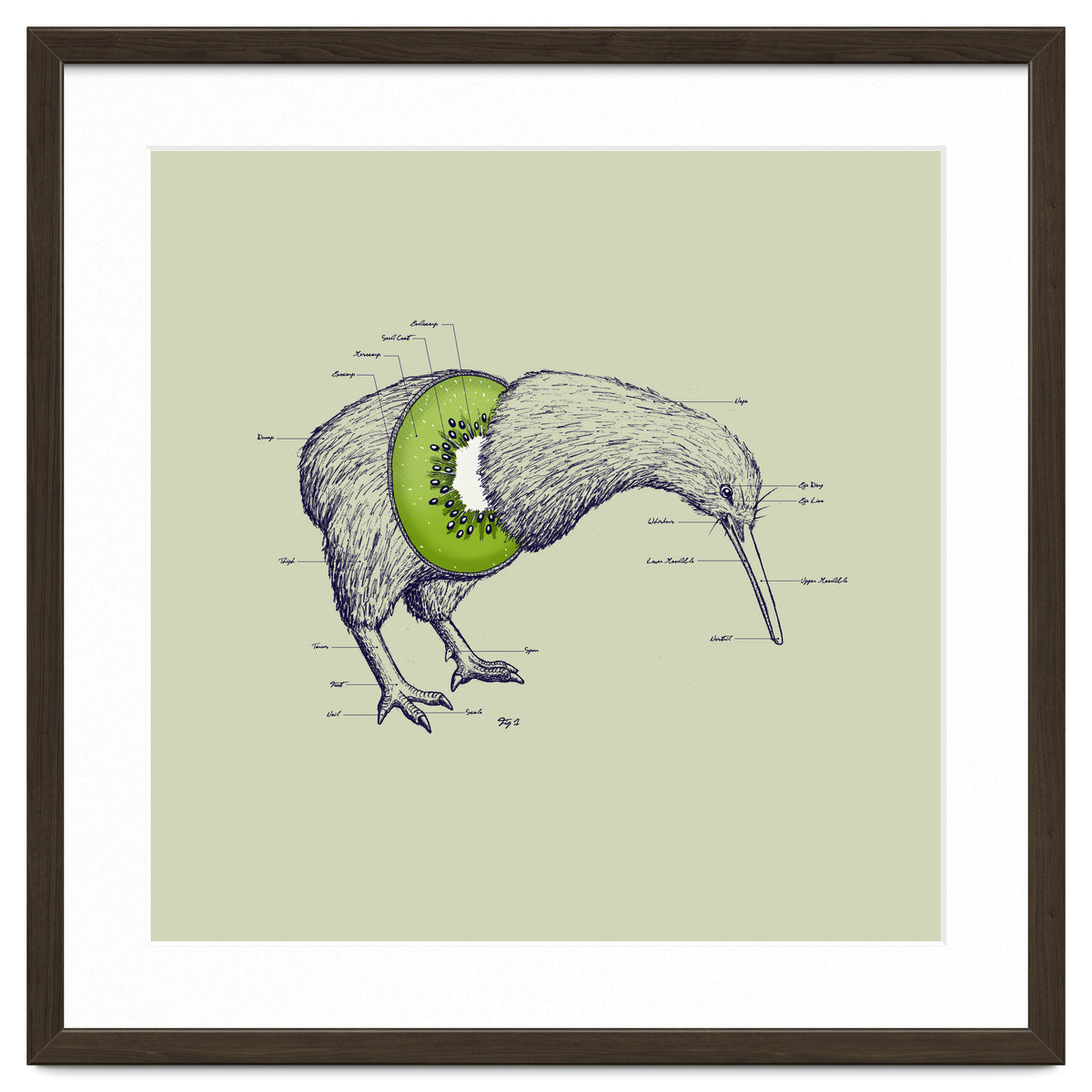 Kiwi Anatomy