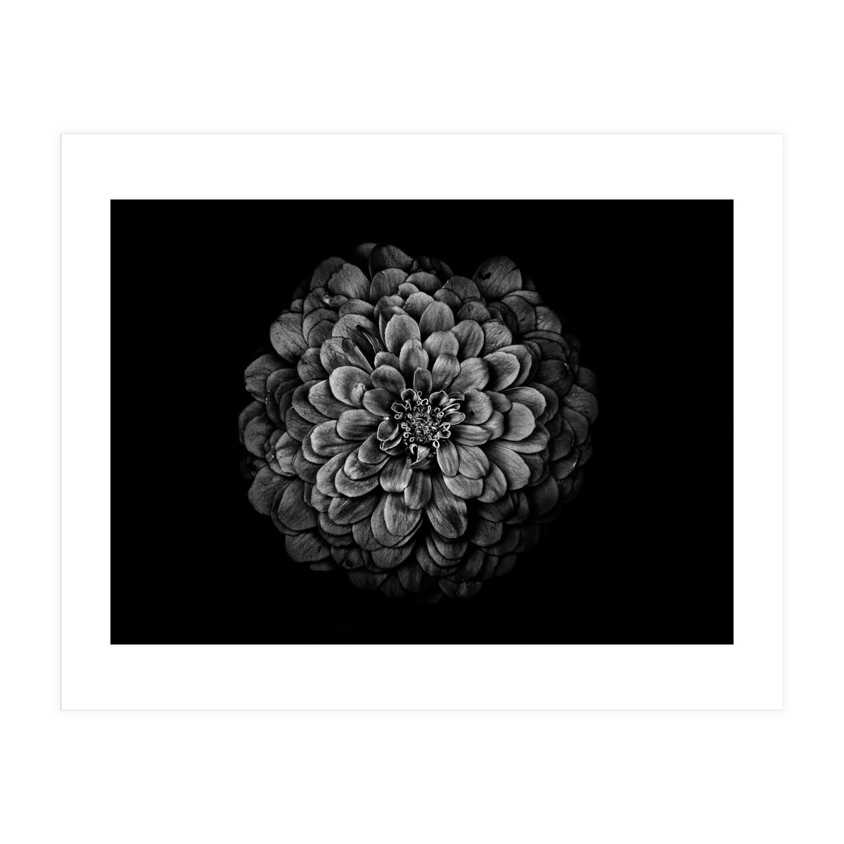 Backyard Flowers In Black And White 54 (Print Only)