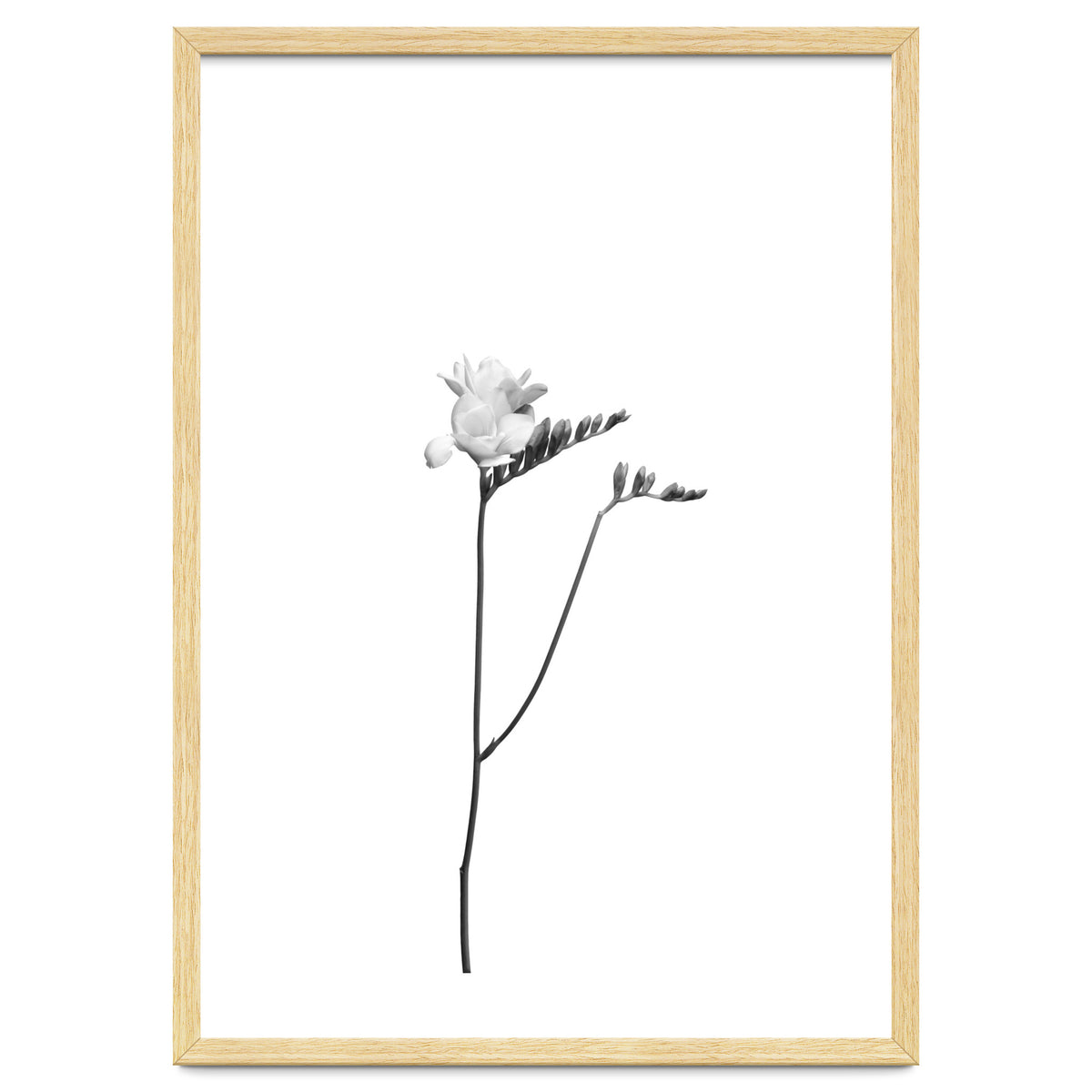 Freesia | bright design