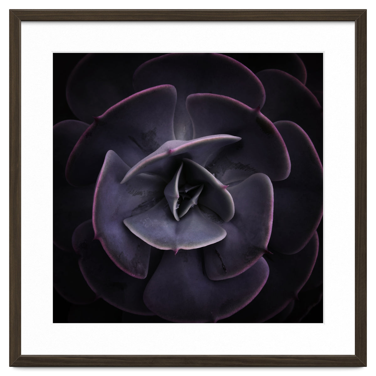 DARKSIDE OF SUCCULENTS VIII