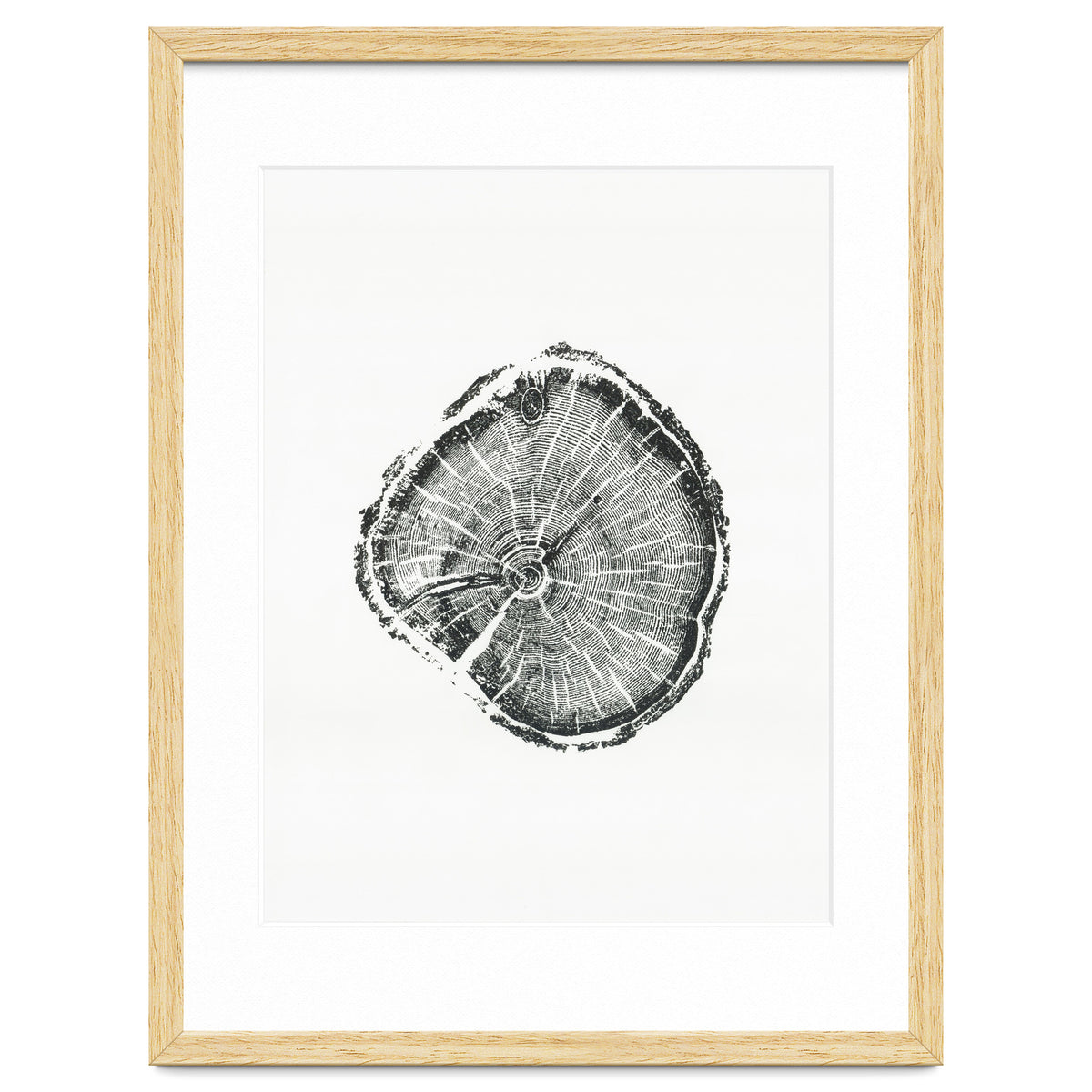Tree Ring Print, Albion Basin, Utah, Pine Tree Print