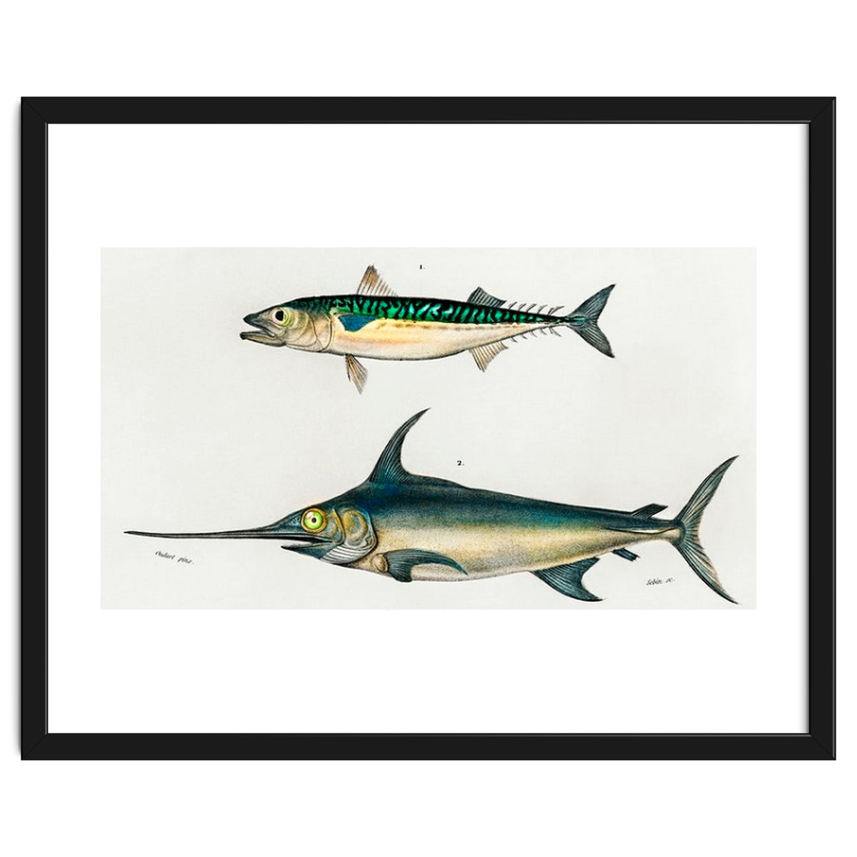 Different types of fishes illustrated