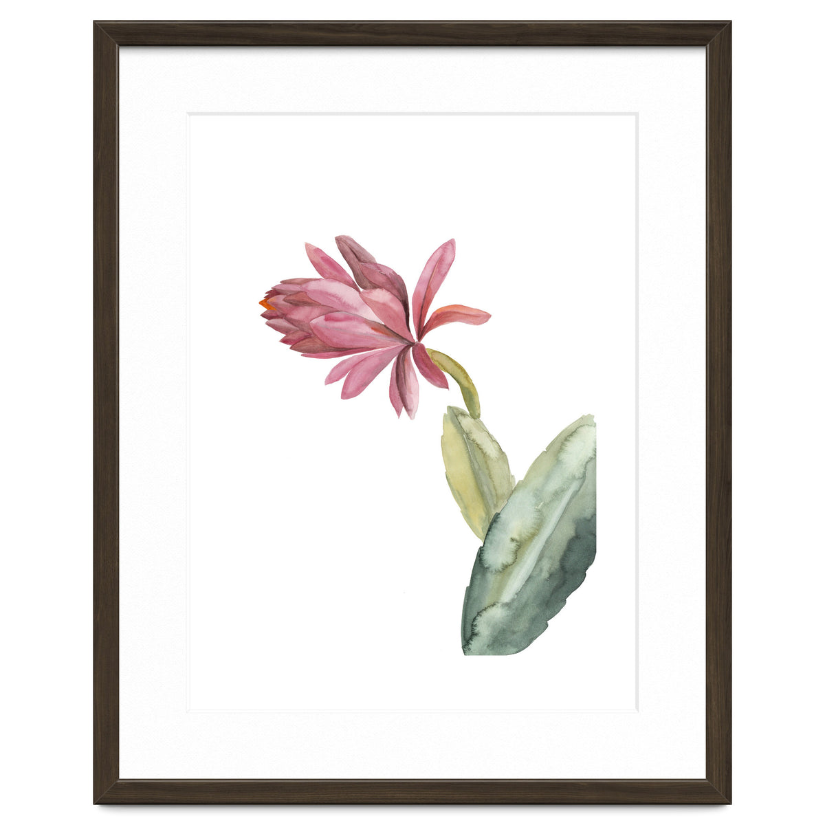 Botanical Illustration Pink Cactus Flower