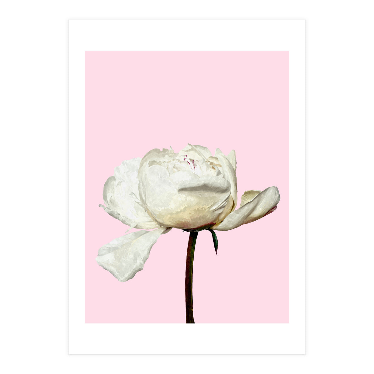 White Peony Pink Background (Print Only)