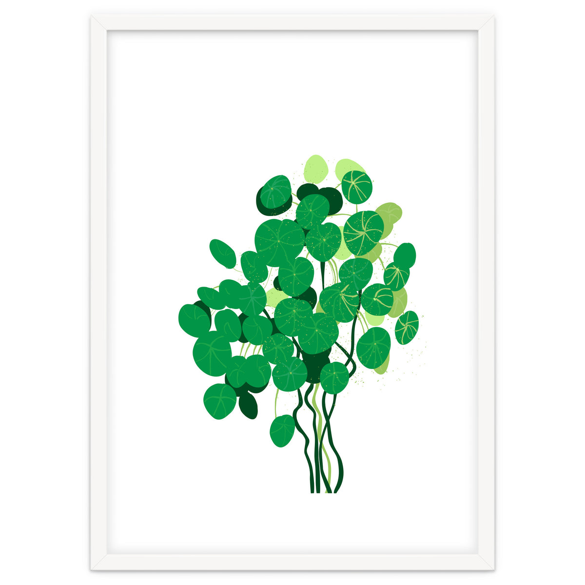 Pilea