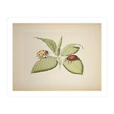 Vintage Ladybirds Illustration (Print Only) thumbnail
