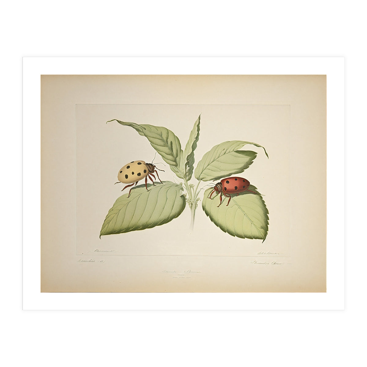 Vintage Ladybirds Illustration (Print Only)