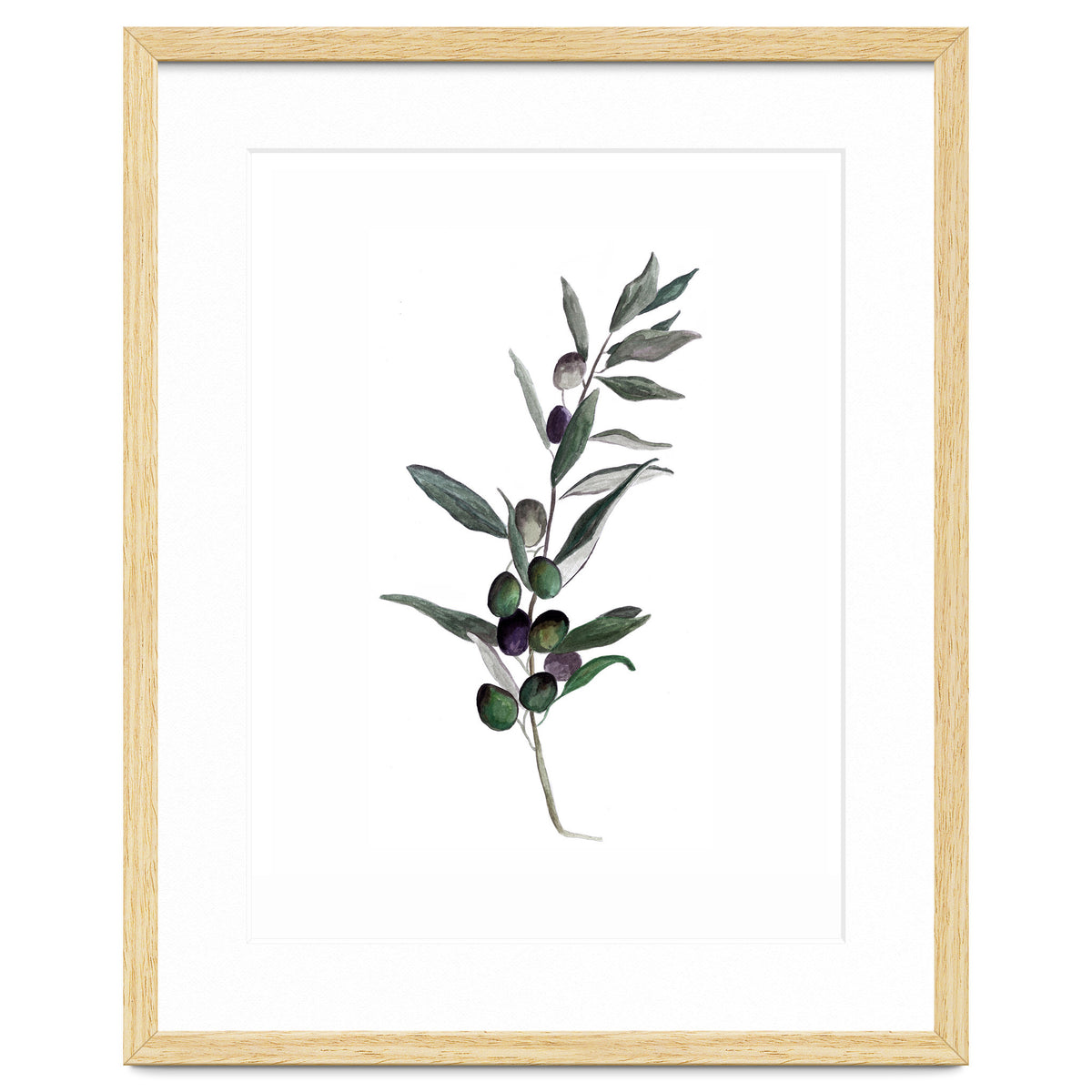 Botanical Illustration Olive