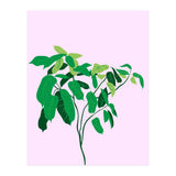 Ficus on Pink Background (Print Only) thumbnail