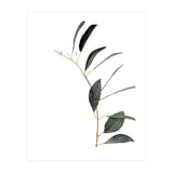 Untitled #14 - Eucalyptus (Print Only) thumbnail