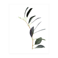 Untitled #14 - Eucalyptus (Print Only)