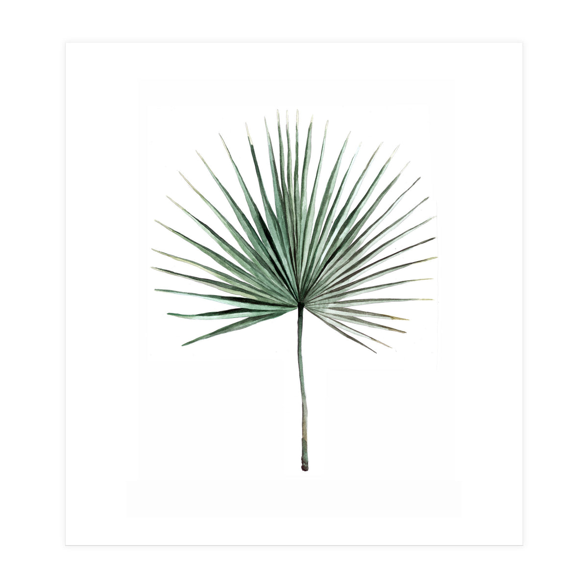 Botanical Illustration Fanpalm (Print Only)