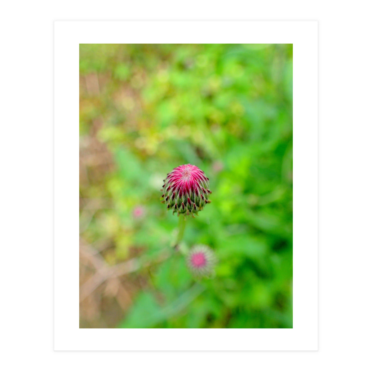 Eye Bud (Print Only)