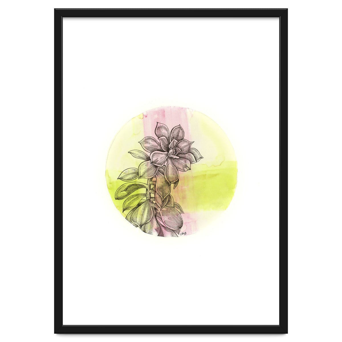 Succulent On Pink And Green