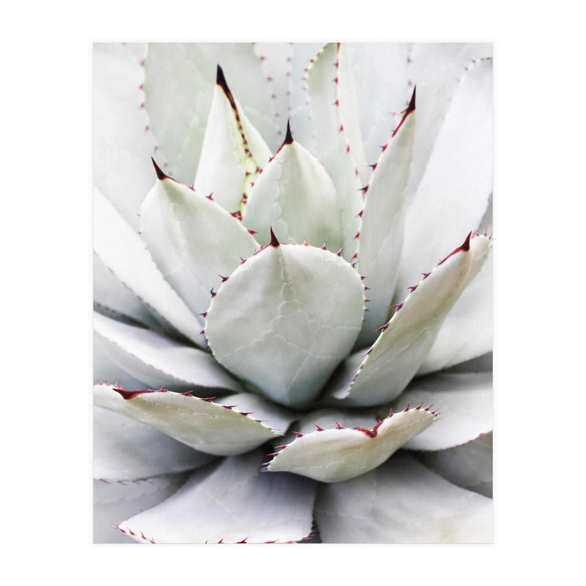 Agave plant (Print Only)