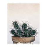 cactus nature XI (Print Only) thumbnail