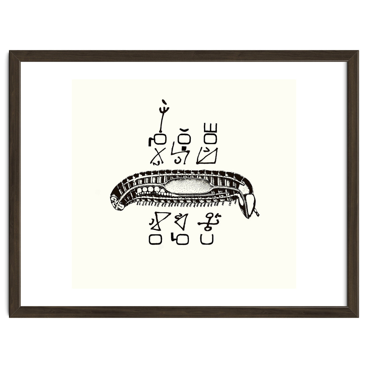 Diplopod David Felix