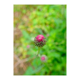 Eye Bud (Print Only) thumbnail