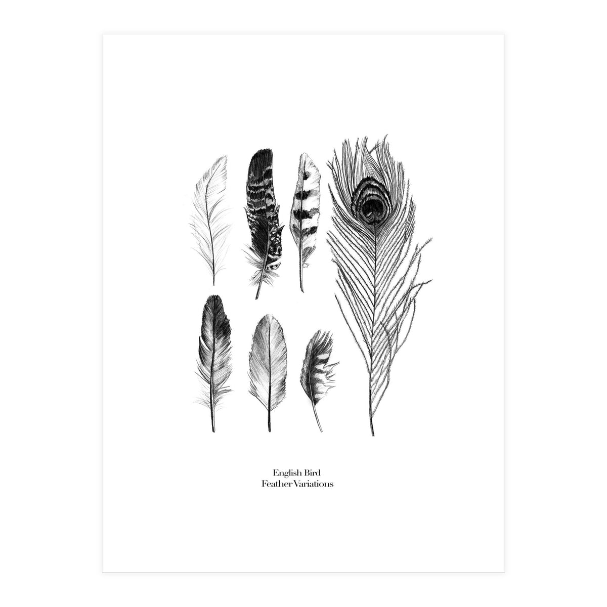 English Feather Variations (Print Only)