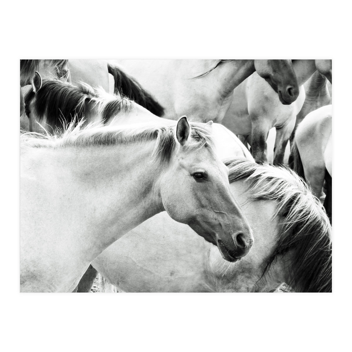 Horses (Print Only)