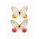 Cc Butterflies 04 (Print Only) thumbnail