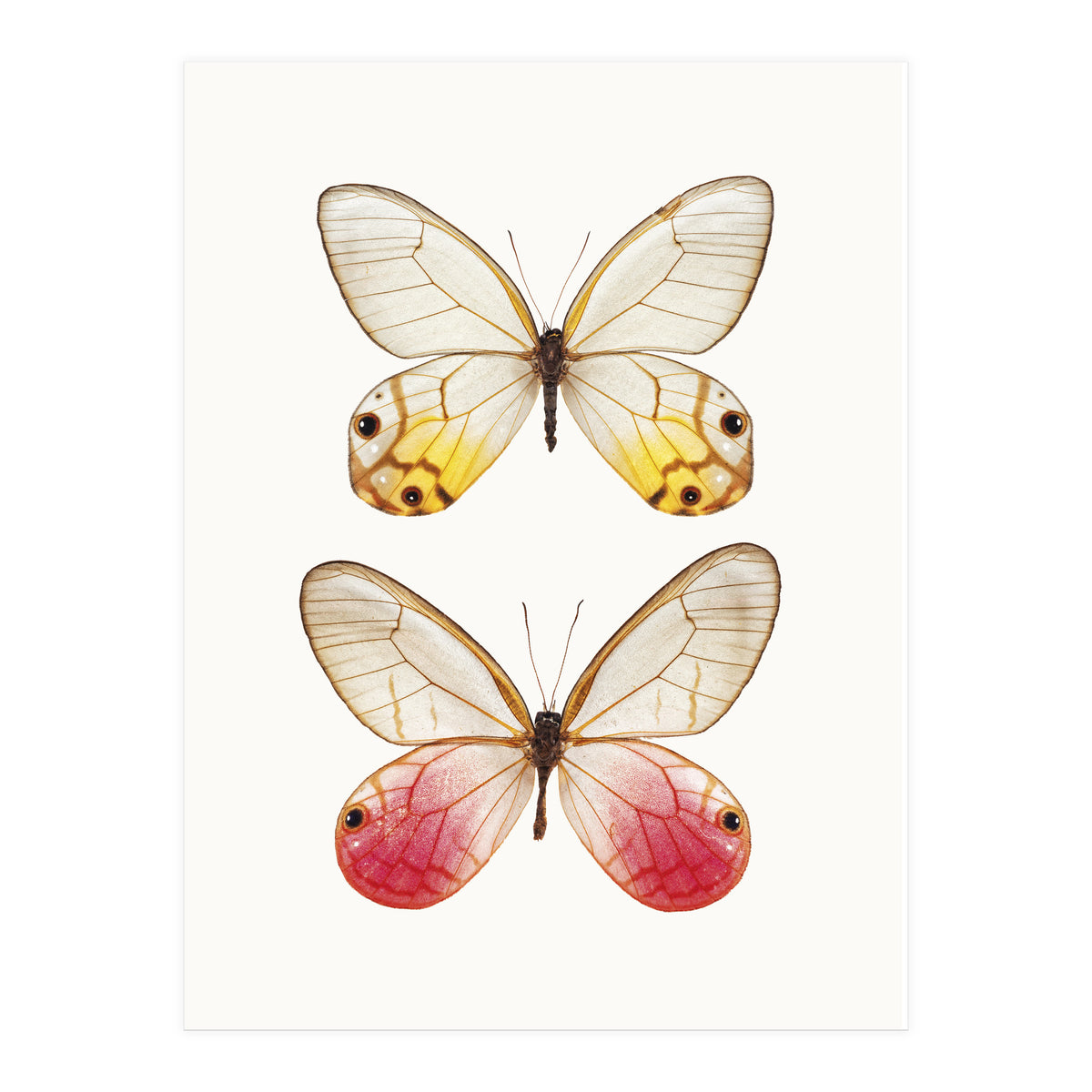 Cc Butterflies 04 (Print Only)