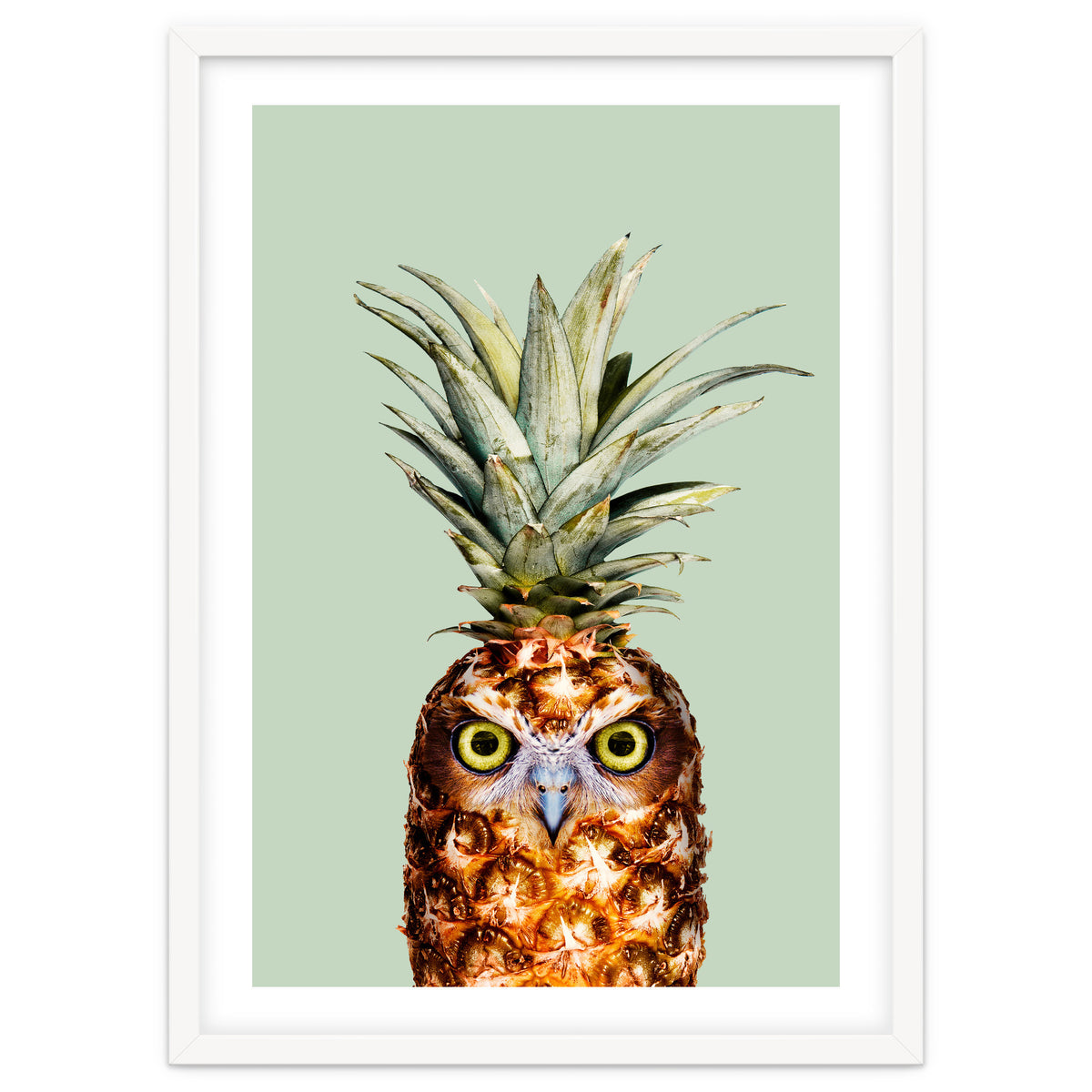 Pineapple Owl