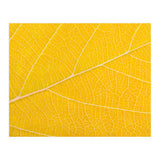 Autumn Leaf (Print Only) thumbnail