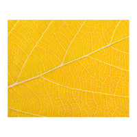 Autumn Leaf (Print Only)