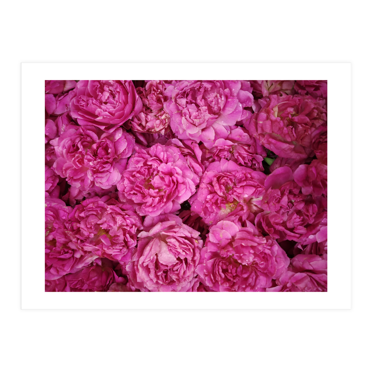 Rose Garden  (Print Only)