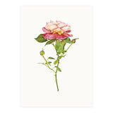 Cc Roses 03 (Print Only) thumbnail