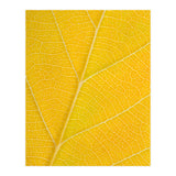 Autumn Leaf (Print Only) thumbnail